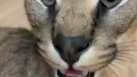 #CuteBabyAnimals #Funny #daily #Shorts #amushorts #rumble C054