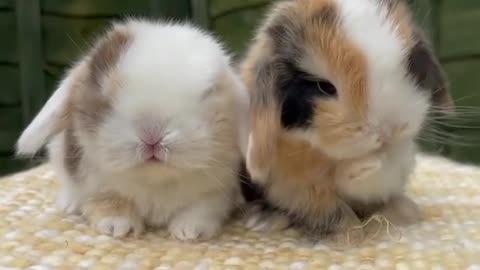 Cute rabbits ❤️❤️❤️