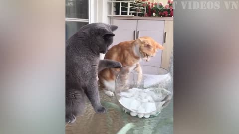 Funny Video! cat and dog 2023