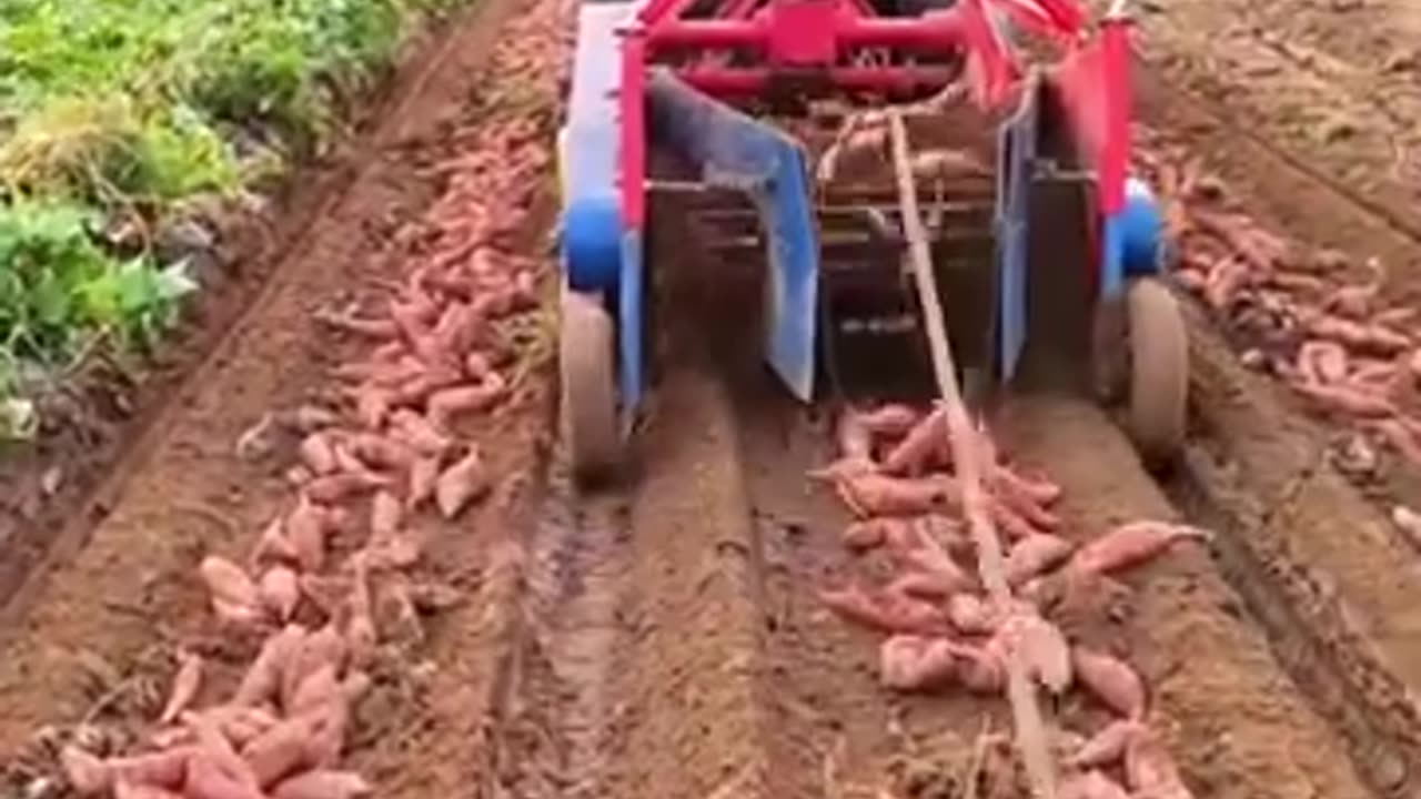 Harvest Sweet Potatoes #farming #harvesting #agriculture