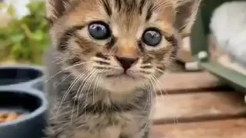 Beautiful cat 🐈 trending video