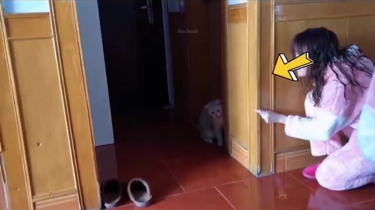 Cats - Funny Cat Videos Compilation