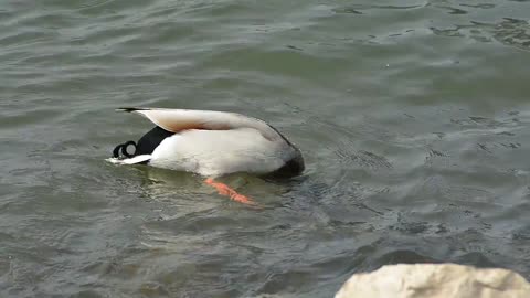 THE Drake Duck Water Bird Aquatic Animal Poultry