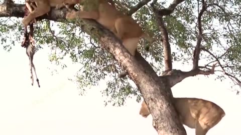 When lion climb Tree