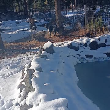 Pit Bull/Blue Heeler Cross: Pepper The Animal, IT'S JUST PEPPER!!!