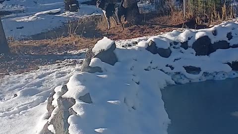 Pit Bull/Blue Heeler Cross: Pepper The Animal, IT'S JUST PEPPER!!!