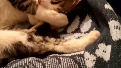 Chaton rit enpleinsomeil