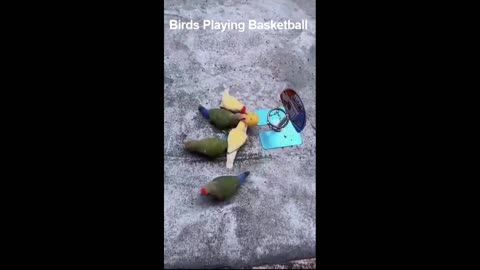 Birds Playing BasketBall