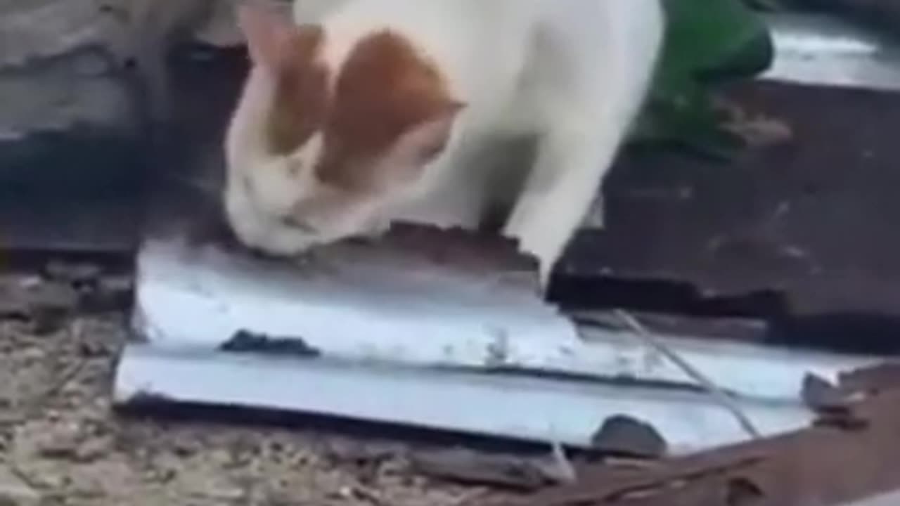 Funniest Cat And Dogs 😂 Funny Animal Videos 2022