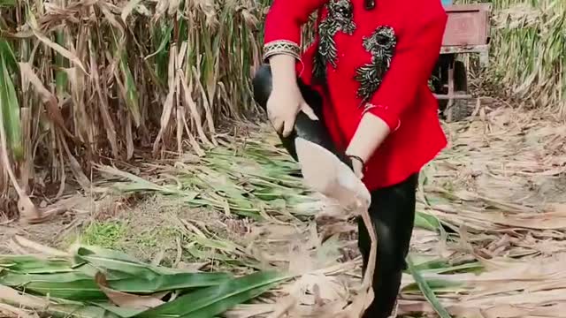 Best Funny Video 2022