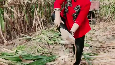 Best Funny Video 2022