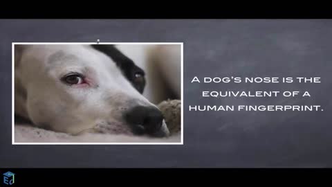Realities about Dogs - Dog Facts | Education