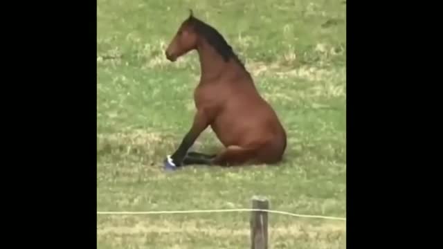 Funny and Cute Horses That Will Change Your Mood For Good