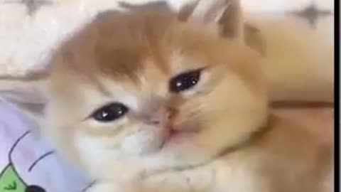 videoplayback