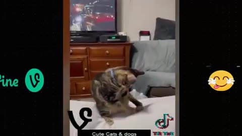 Funny animal