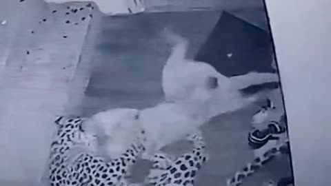 The leopard attack the sleeping dog...🐆