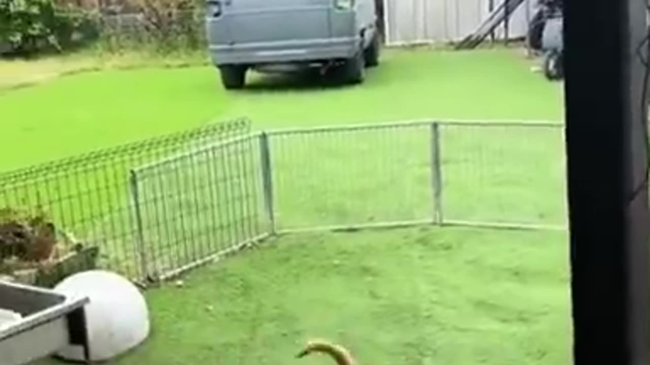 A German Shepherd Tries To Teach Wiener Dogs How To Jump The Fence