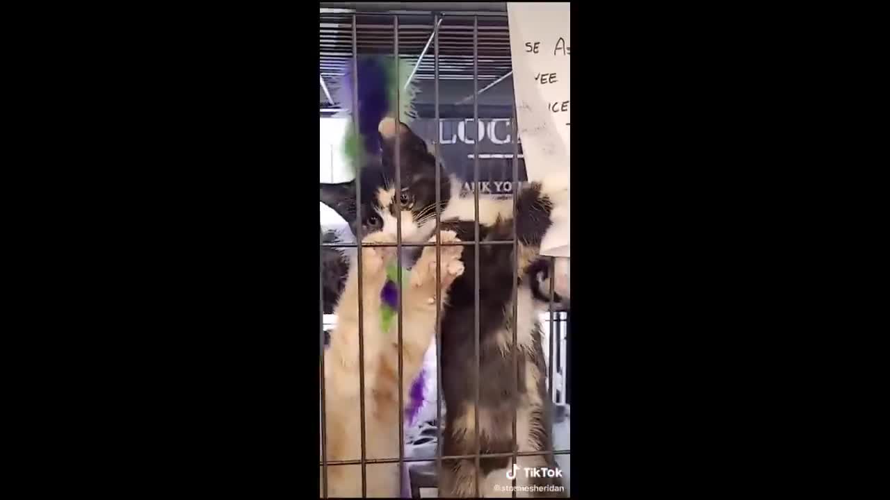 Funny animals you can't fail to laugh at