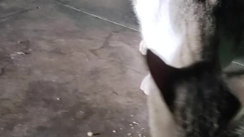 Indian cats only eat biscuit powder.
