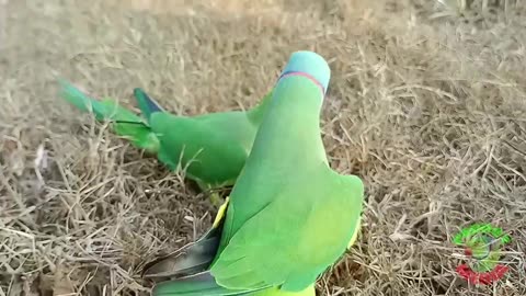 Ringneck Parrot Videos Compilation