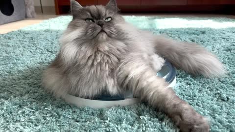 Baby cats.cute and funny cat videos .