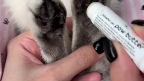 Lovely cat safty