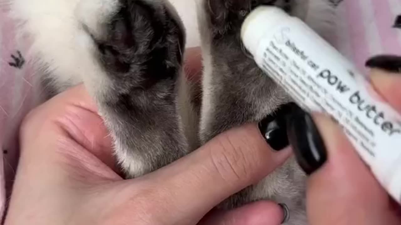 Lovely cat safty