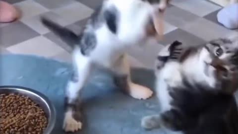 funny pet videos | funny cat | try not to laugh | cute pet videos
