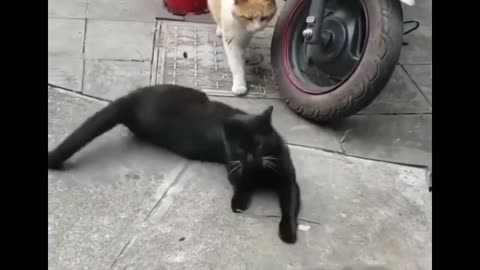 Funniest Cats 😹 - Don't try to hold back Laughter 😂 - Funny Cats Life
