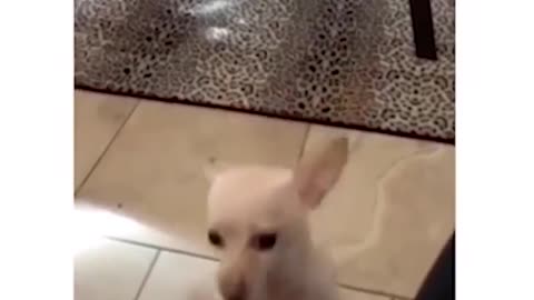 Latest Funny animal vedio