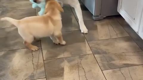 Golden retriever | dog | dog lovers | puppies |
