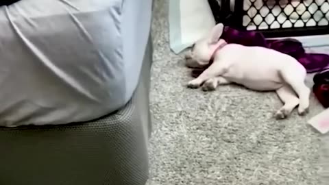 Funny video animals 🤣🤣🤣