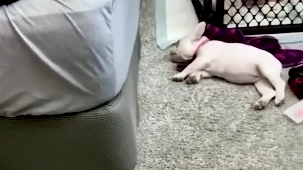 Funny video animals 🤣🤣🤣