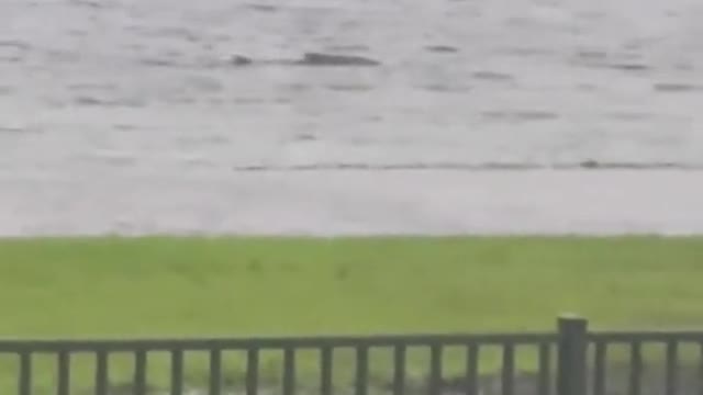 Video of shark swimming in Florida neighbourhood confirmed to be real