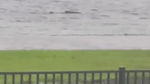 Video of shark swimming in Florida neighbourhood confirmed to be real