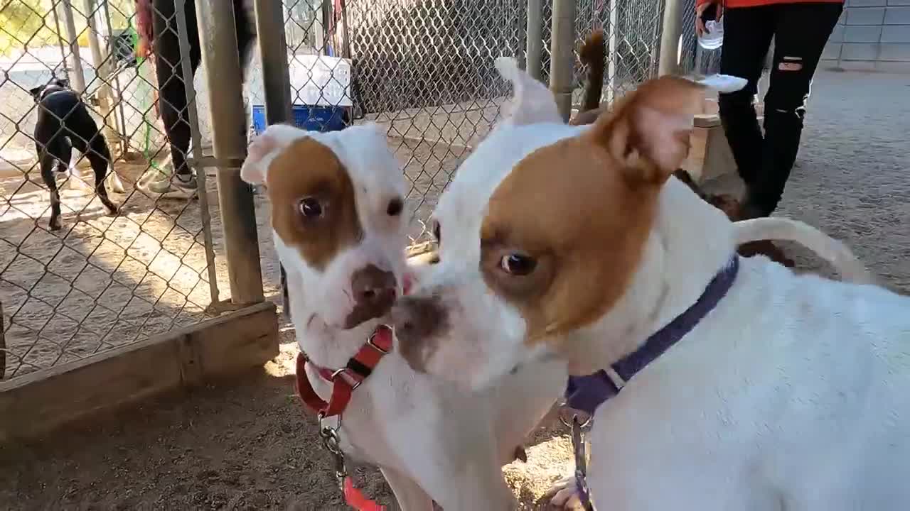 The Joy, Comfort, and Stress-Reducing Power of Dogs