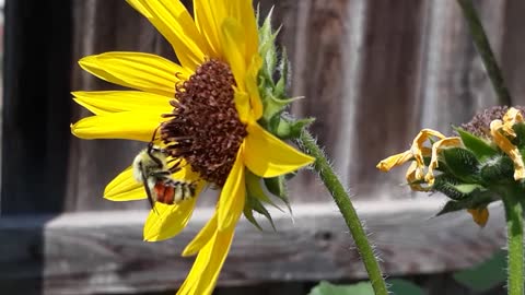 Red Spotted Bee Wild: Bombus Ternarius: Tri-Colored Bee