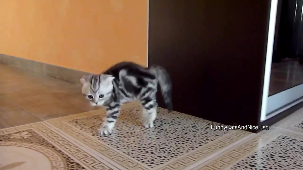Funny Cats and Cute Kittens Playing Compilation for laugh ! ! Robinroyal..
