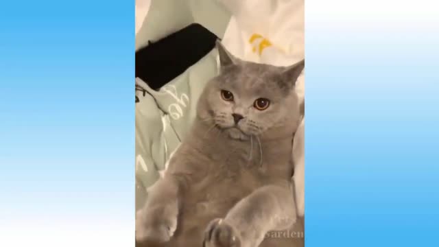 The feline dreaded same like a man, Funny video, comedy video