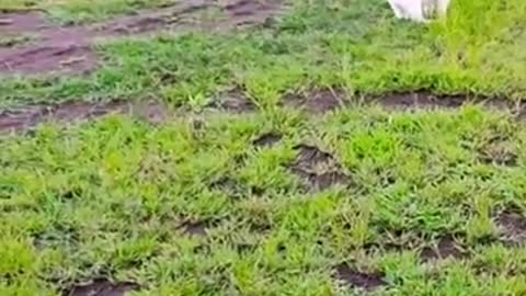 Puppy play with Doberman dog