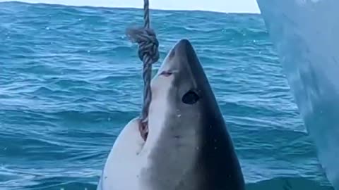 Great White Cuts Through Bait Line With Razor Sharp Teeth😏😏 #greatwhite