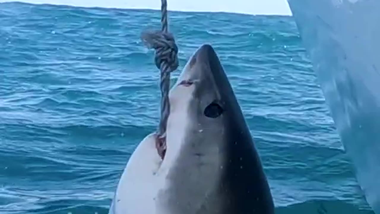 Great White Cuts Through Bait Line With Razor Sharp Teeth😏😏 #greatwhite