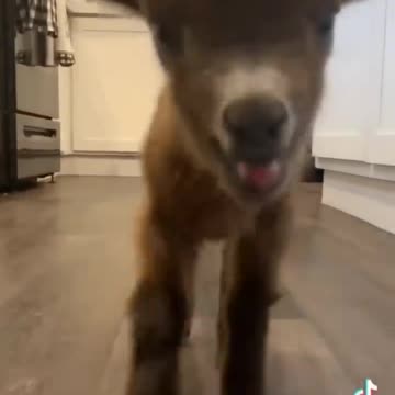 Must See Cute Baby Animals