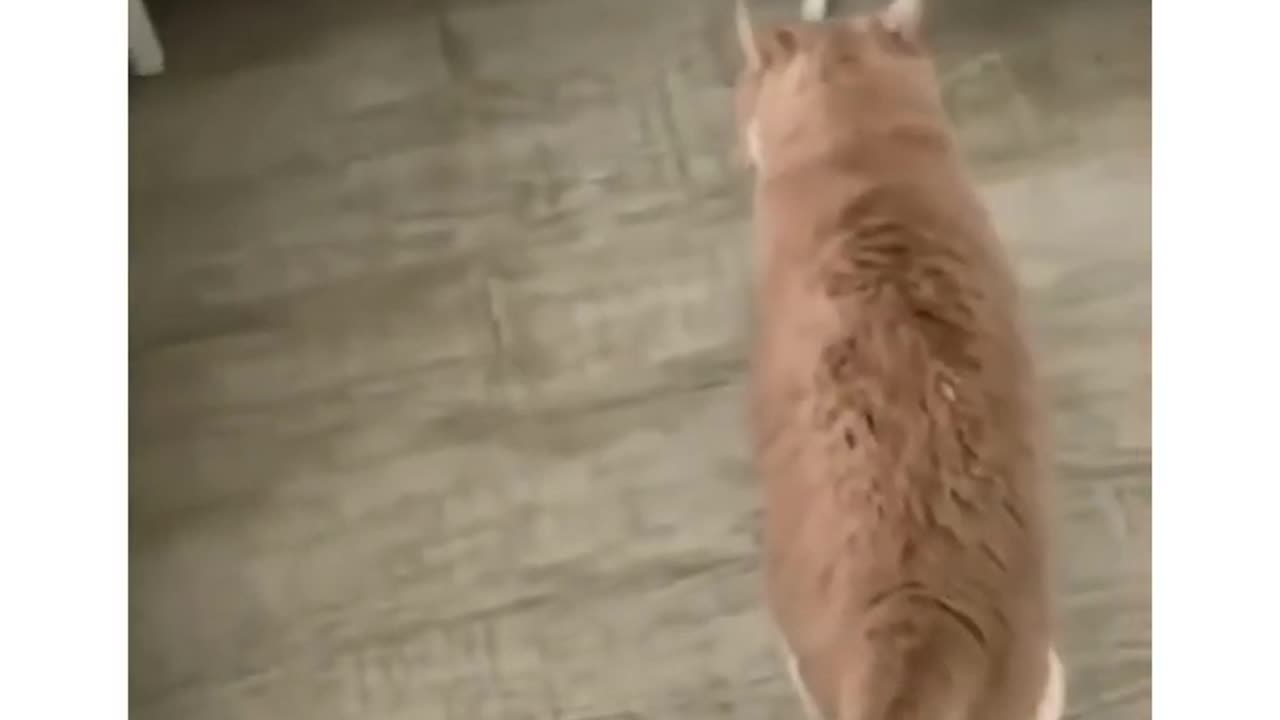 funniest animals funny cats and dogs 2023 part 2