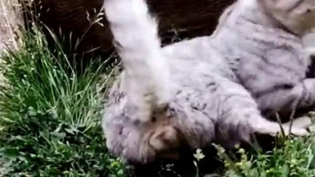 ๐๐Cute Cat & Dog Playing Togheter As Intimate Friends๐๐