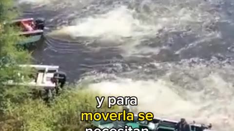 Isla flotante en Usa es movida por barcos cada año