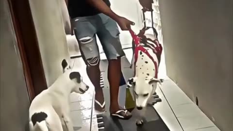 A man’s deep love for his paralyzed dog—he did everything he could, but had to say goodbye 💔🐾
