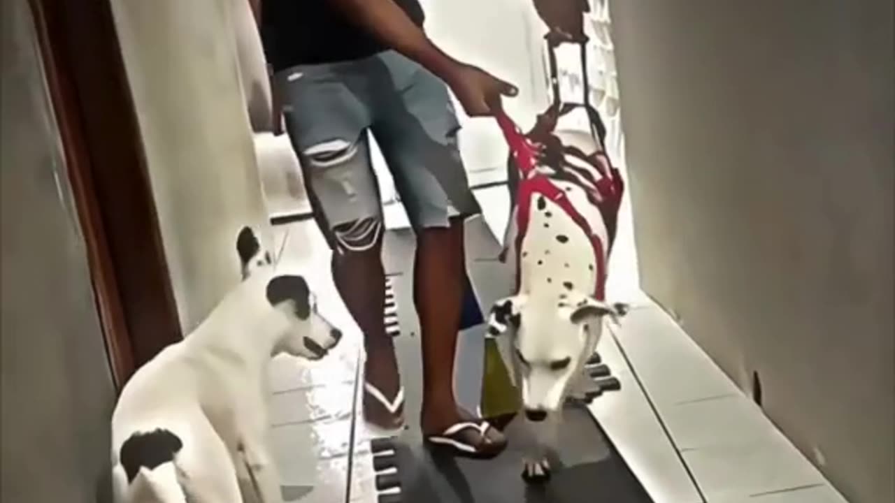 A man’s deep love for his paralyzed dog—he did everything he could, but had to say goodbye 💔🐾