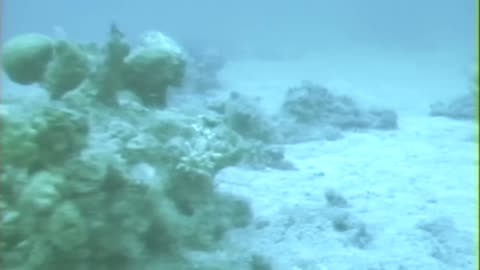 THE EXODUS EXPLORED—Chariots and Coral.