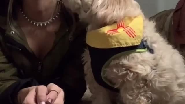 cutest thing you will ever see